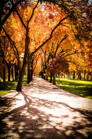 Illustration for article titled 100 Gorgeous Photos Of Fall Leaves
